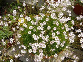 Gypsophila tenuifolia